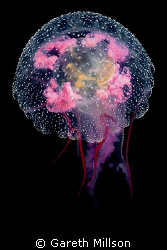 Jellyfish, small aperture, twin strobe, partially side lit. by Gareth Millson 